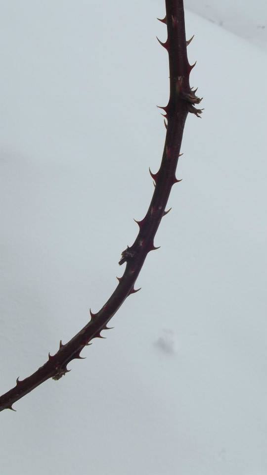 20150315103531c