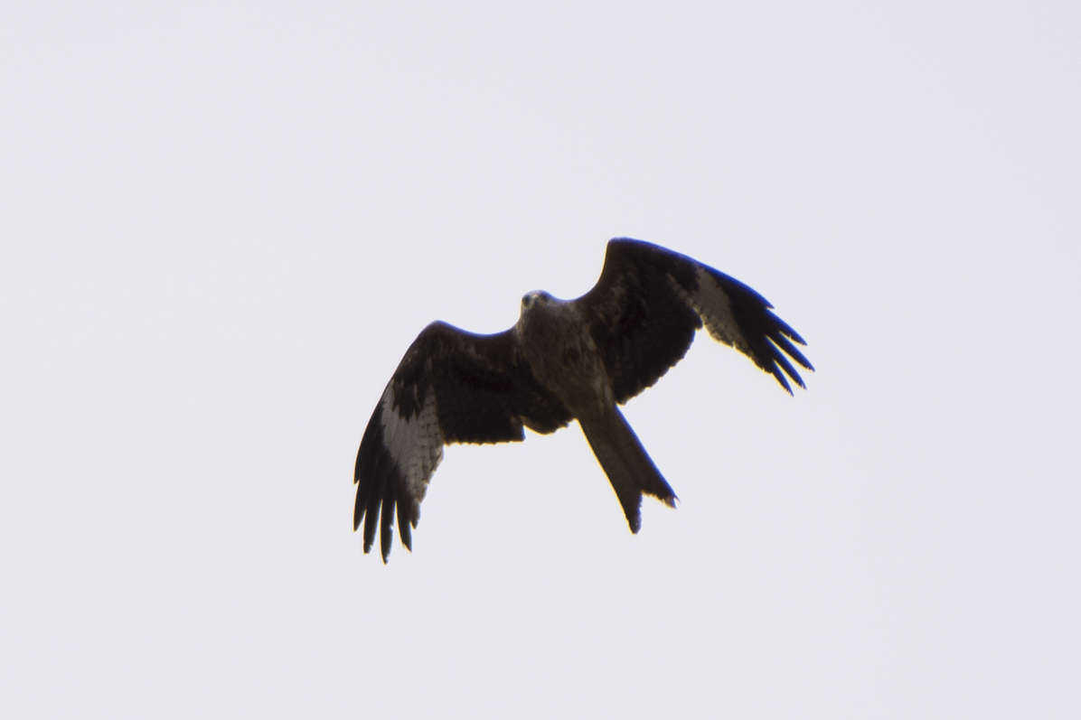 C 20180415165859