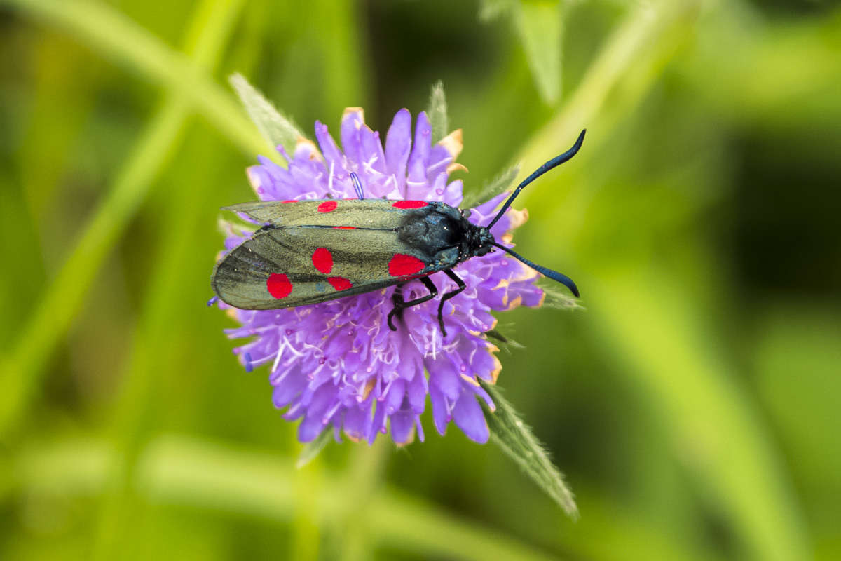 C 20180610 DSC 1873
