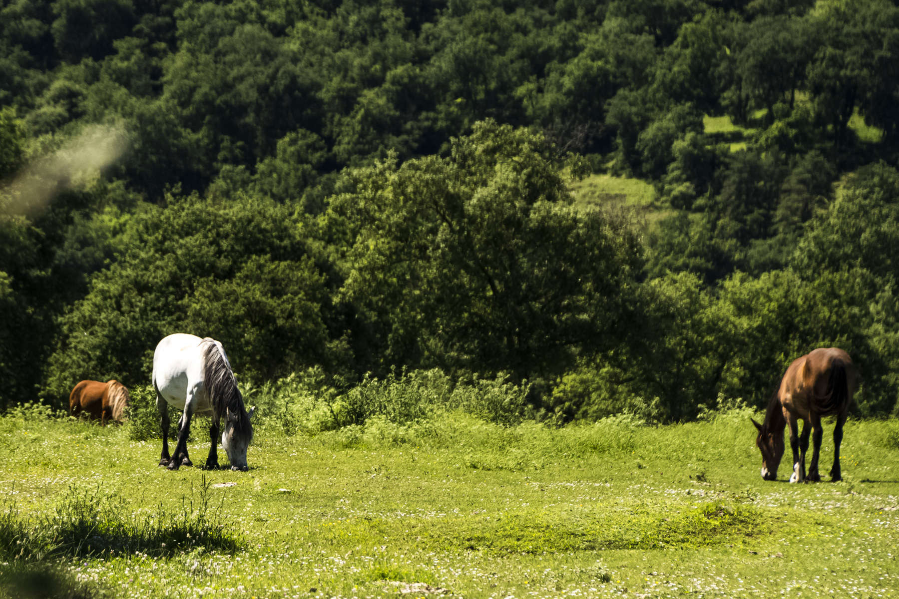 C 24062018-DSC 2278